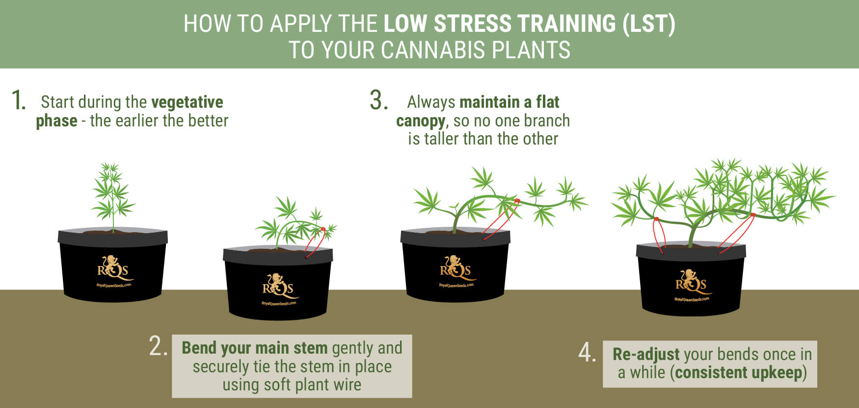 How To Perform Low Stress Training On Cannabis For Better Yields RQS Blog